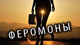 Феромоны и сексуальность научные данные