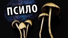 Jaký je účinek hub?